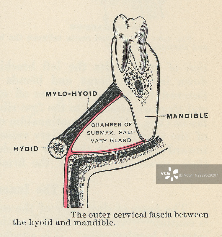 旧版雕刻插图展示了深颈筋膜或颈筋膜 - 包裹颈部肌肉；它还为颈动脉血管和位于脊柱前方的结构形成鞘。图片素材