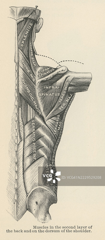 旧版雕刻插图，展示背部第二层肌肉及肩部背面的肌肉图片素材
