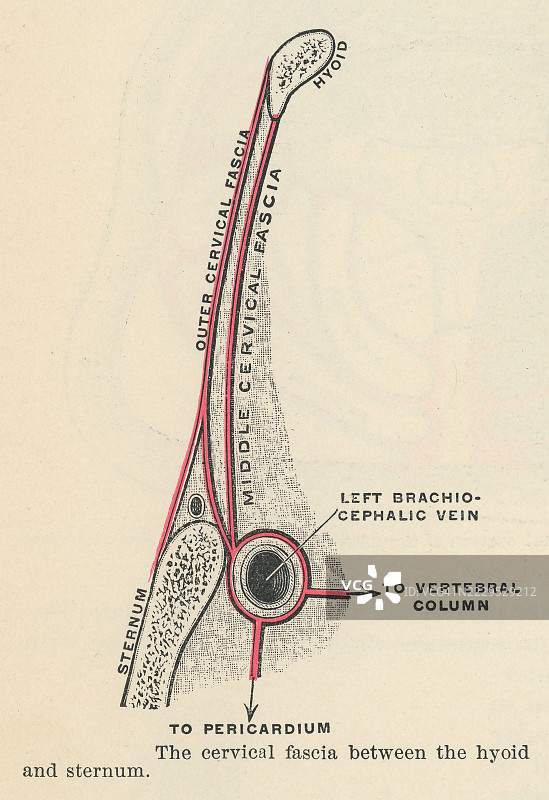 旧版雕刻插图展示了深颈筋膜或颈筋膜 - 包裹颈部肌肉；它还为颈动脉血管和位于脊柱前方的结构形成鞘。图片素材