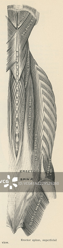 老式雕刻插图展示了脊柱竖肌或脊柱伸肌，这是一组使背部伸直和旋转的肌肉。图片素材