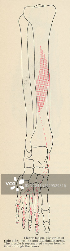 老式雕刻插图，展示了位于小腿胫骨侧的趾屈肌长肌或共同趾屈肌长肌。图片素材