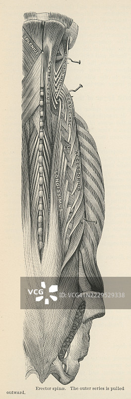老式雕刻插图，展示了脊柱竖肌或脊柱伸展肌，这是一组使背部伸直和旋转的肌肉。图片素材