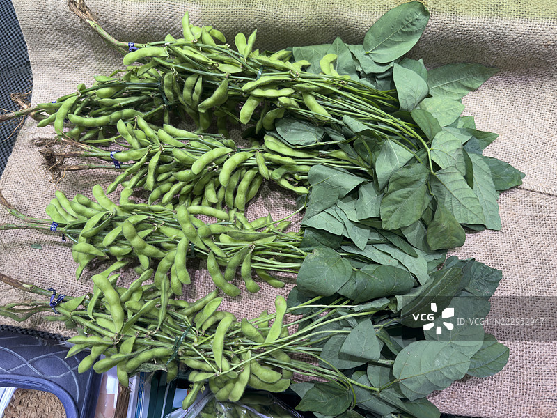 新鲜采摘的毛豆图片素材