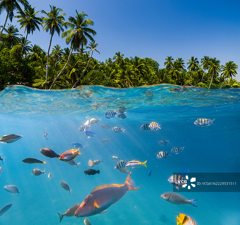 热带海洋中的水下场景与热带鱼。潜水于热带海域图片素材