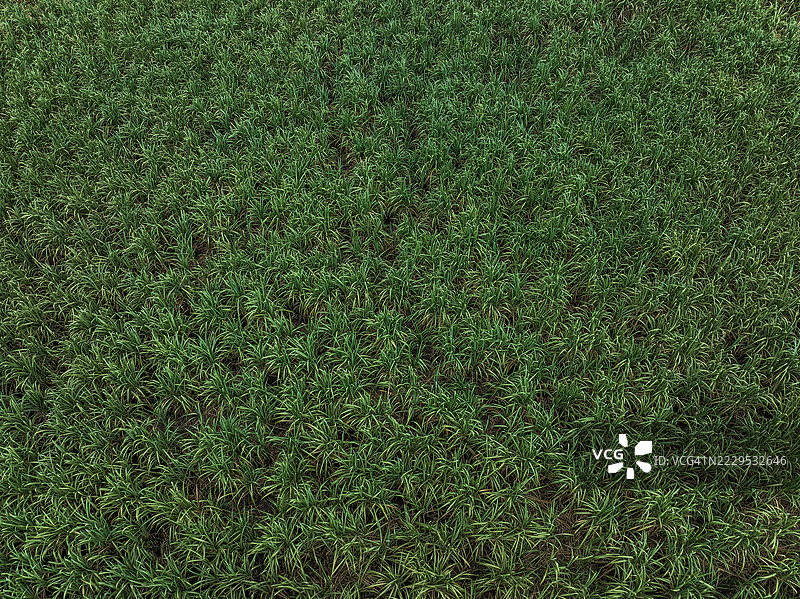 高角度拍摄显示斯里兰卡乌瓦省莫纳拉加拉的草原图片素材