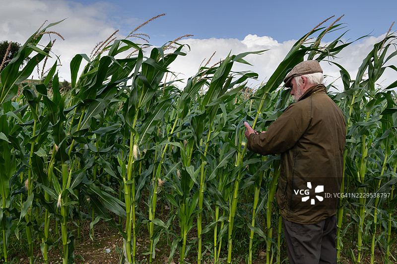农民正在查看他的手机图片素材