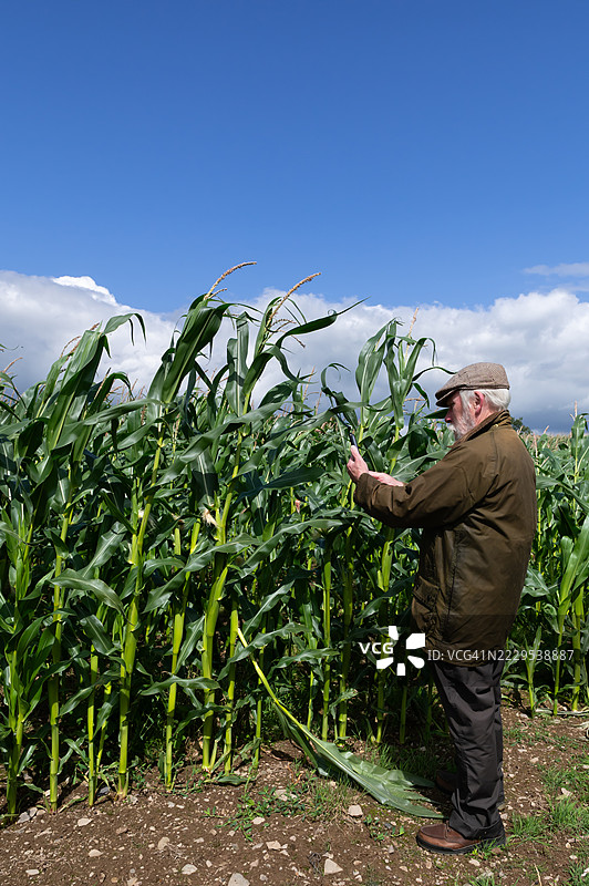 农民在田野中站着使用手机图片素材