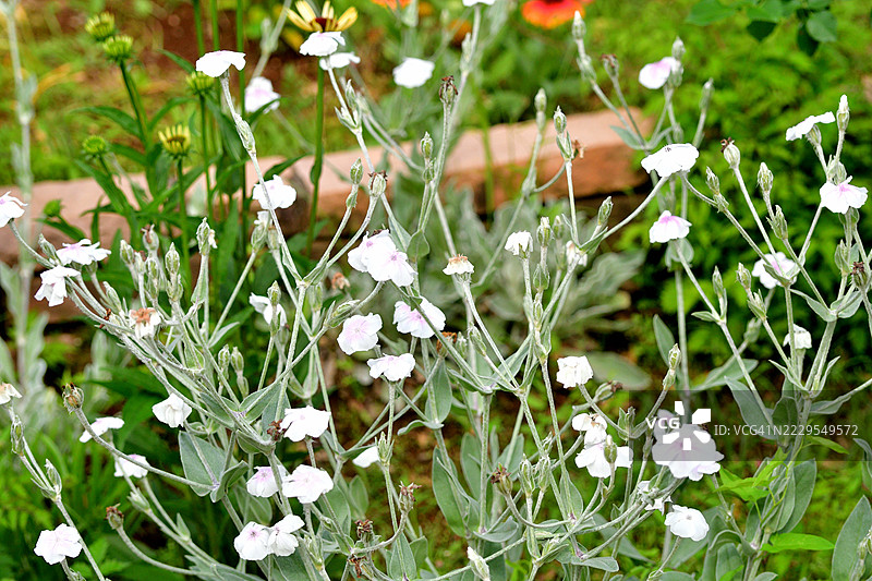 玫瑰灯笼花，单朵鲜艳的洋红色或白色花朵图片素材