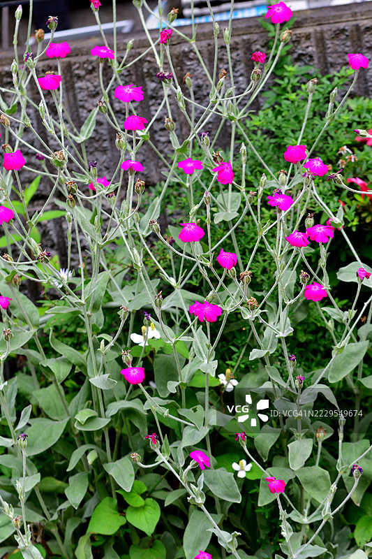 玫瑰灯笼花，单朵鲜艳的洋红色或白色花朵图片素材