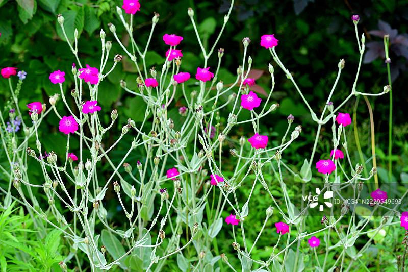 玫瑰灯笼花，单朵鲜艳的洋红色或白色花朵图片素材