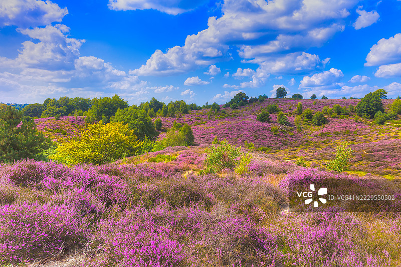 在波斯班克盛开的石楠花和阿纳姆附近美丽的云景图片素材