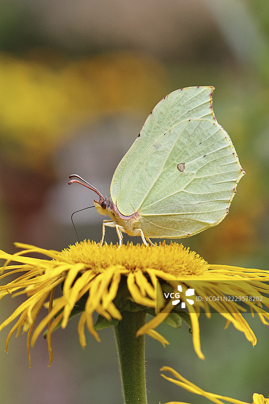 柠檬蝴蝶(Gonepteryx rhamny)停在一朵大特雷基花(Telekia speciosa)的黄色花朵上,地点:德国北莱茵-威斯特法伦州威尔斯多夫。图片素材