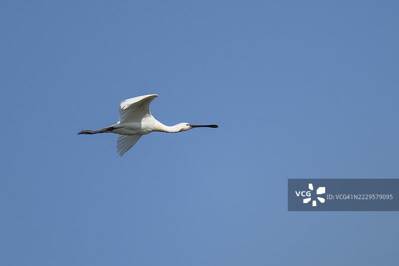 白鹭（Platalea leucorodia），在飞行中，丹麦提普内图片素材
