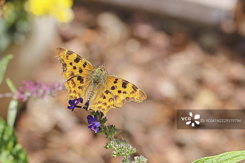 C-蛾（Polygonia C-album），在蝴蝶灌木（Buddleja davidii）上，特写，微距照片，威尔斯多夫，北莱茵-威斯特法伦，德国图片素材