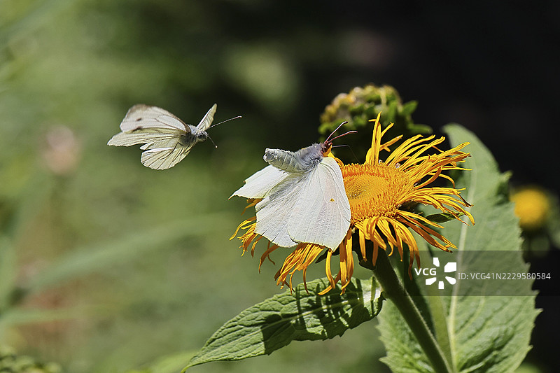 柠檬蝴蝶(Gonepteryx rhamny)停在大黄花(Telekia speciosa)的黄色花朵上,正受到卷心菜蝴蝶(Pieris brassicae)的攻击,地点:德国北莱茵-威斯特法伦州的威尔斯多夫。图片素材