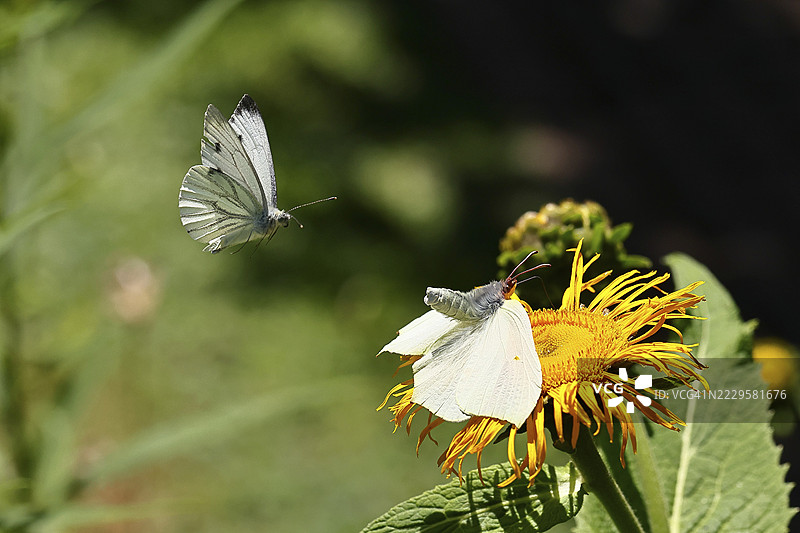 柠檬蝴蝶(Gonepteryx rhamny)停在大黄花(Telekia speciosa)的黄色花朵上,正受到卷心菜蝴蝶(Pieris brassicae)的攻击,地点:德国北莱茵-威斯特法伦州的威尔斯多夫。图片素材