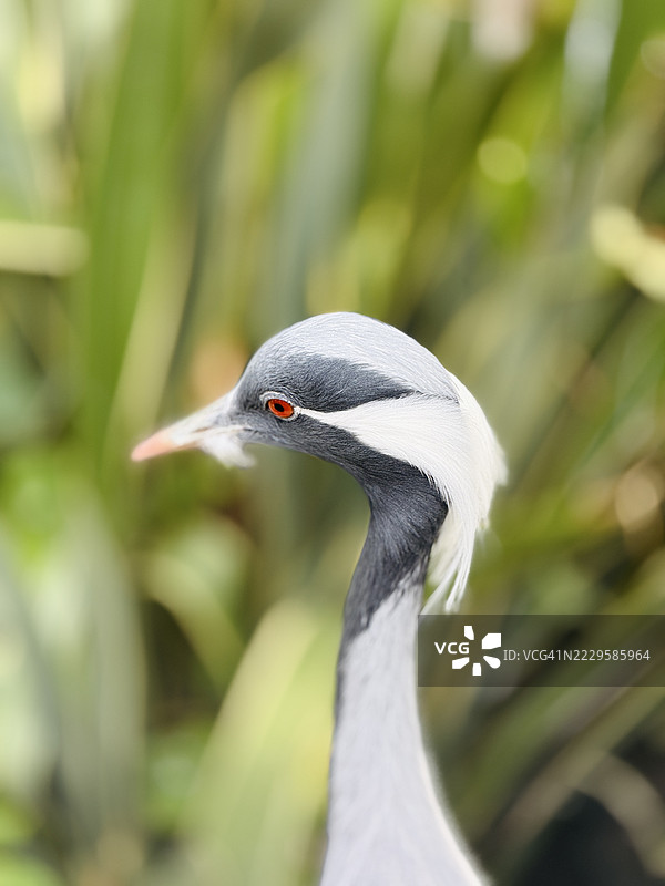 近距离观察女鹤（Grus Virgo）的头部特写图片素材