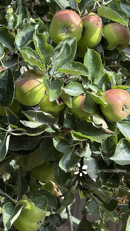 苹果树（Malus Pumila）上结满了丰硕的苹果特写镜头图片素材