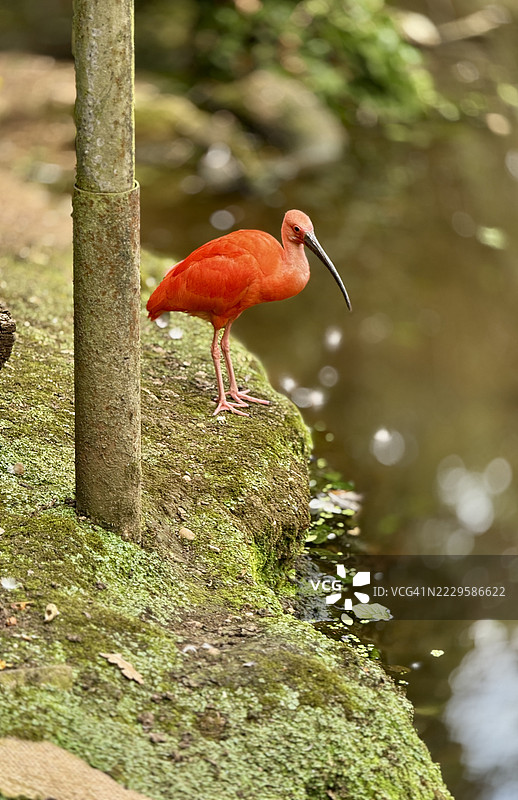 红鹳（Eudocimus ruber）在水边行走的特写镜头图片素材