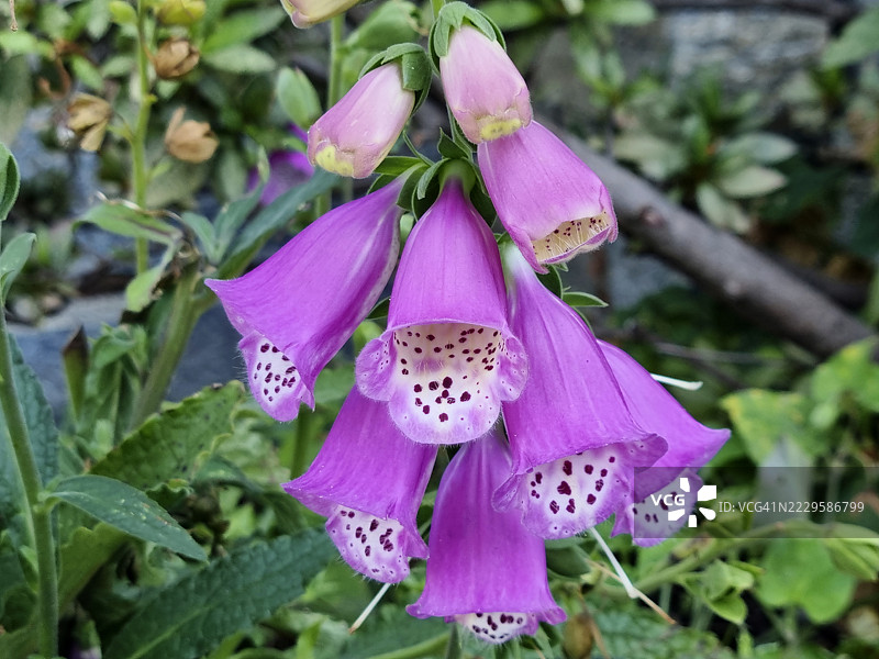 紫色毛地黄(Digitalis purpurea)在坎诺比奥,联合国教科文组织生物圈保护区提契诺瓦尔格兰德韦尔巴诺开花图片素材