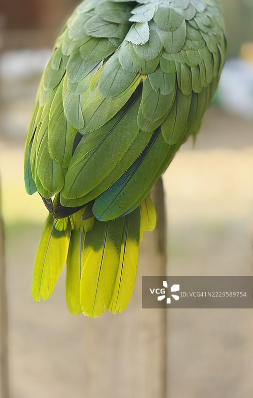 米利鹦鹉（Amazona farinos）坐在栖木上，特写展示其绿色和黄色尾羽的背面。图片素材