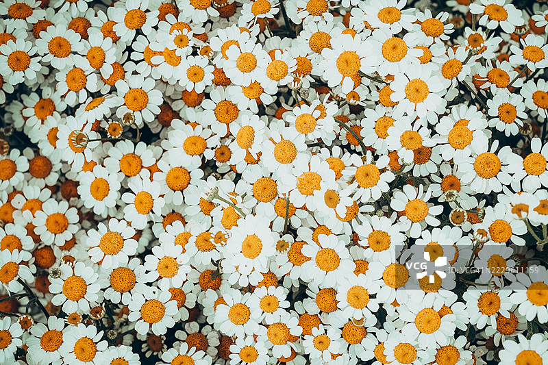 密集的小白雏菊簇，中央有明亮的黄色花心，营造出愉悦清新的花卉背景。图片素材