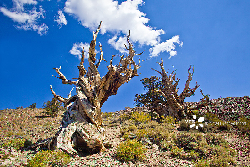 古老的白皮松树 - 系列的一部分图片素材
