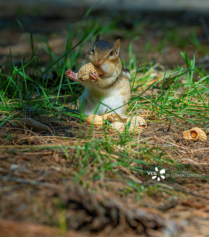东部花栗鼠握着花生图片素材