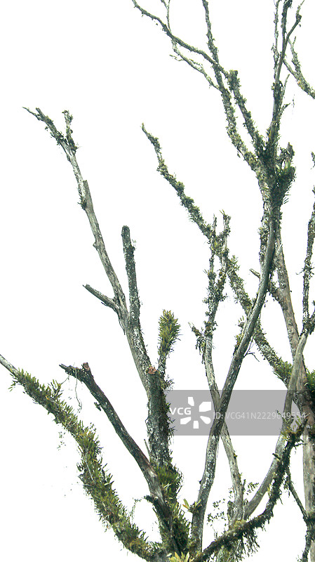 云雾森林的垂直花园图片素材