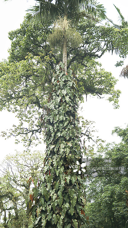 菲洛德伦藤蔓攀爬在棕榈树树干上，背景是郁郁葱葱的热带树木图片素材