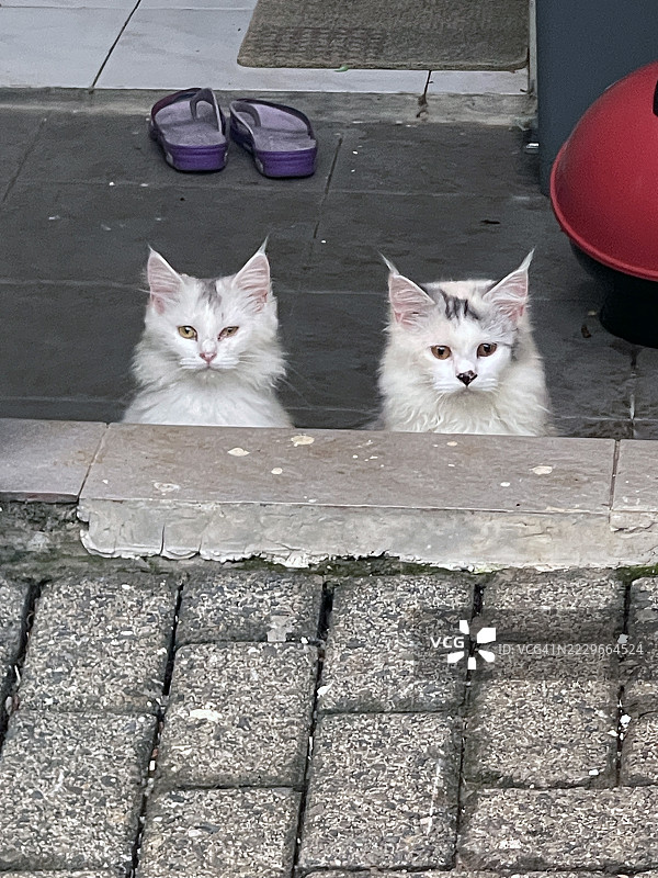 印尼的两只猫图片素材