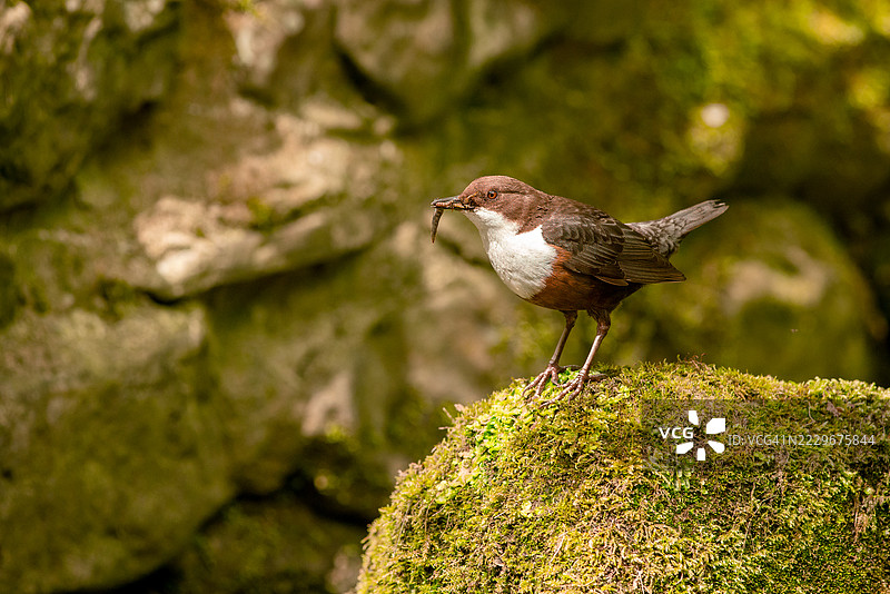 成年水鸲，Cinclus cinclus，苔藓覆盖的岩石，站立，春季，英格兰诺森伯兰，鸟类，河流，野生动物，自然，英国动物群，淡水，鸣禽，繁殖季节，湿润栖息地，欧洲，栖息图片素材