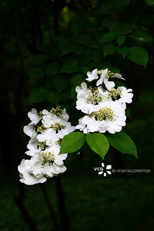 日本水芹图片素材
