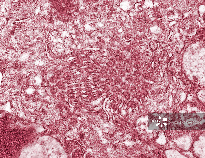 细胞对膜图片素材