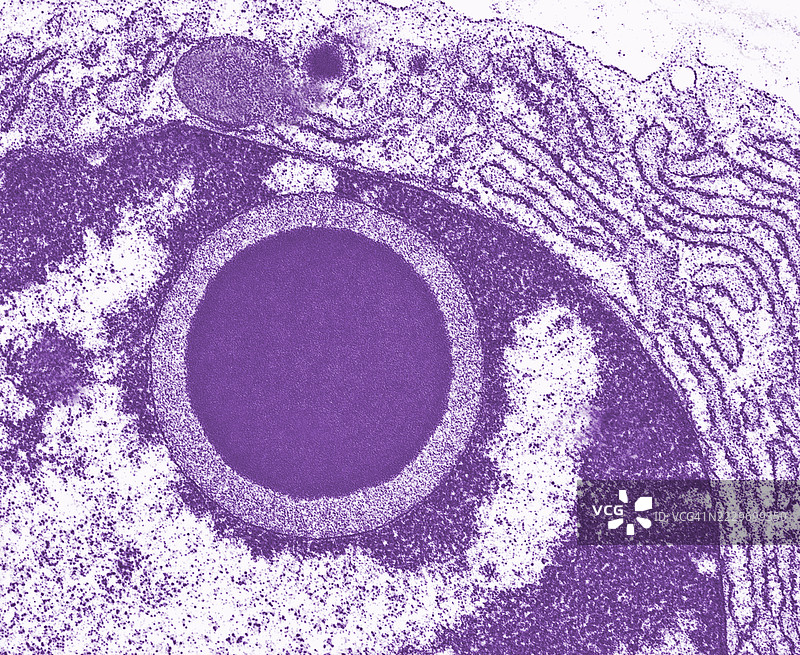 细胞核内的圆形包涵体，细胞包涵体，细胞核图片素材