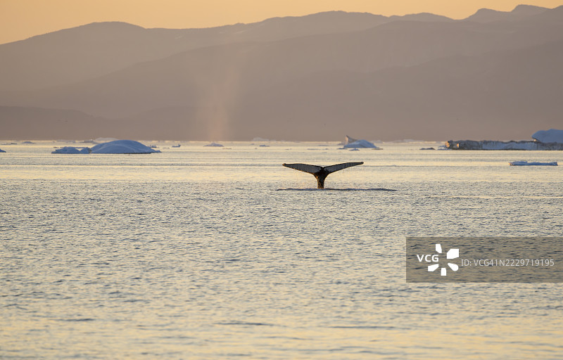 背景：午夜阳光下的鲸鱼尾巴图片素材