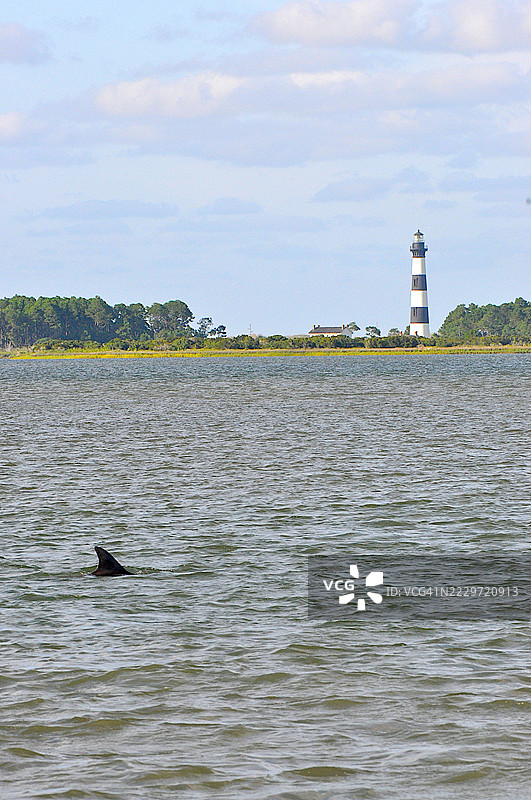 宽吻海豚图片素材