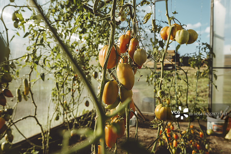 温室中植物上成熟多汁的番茄图片素材