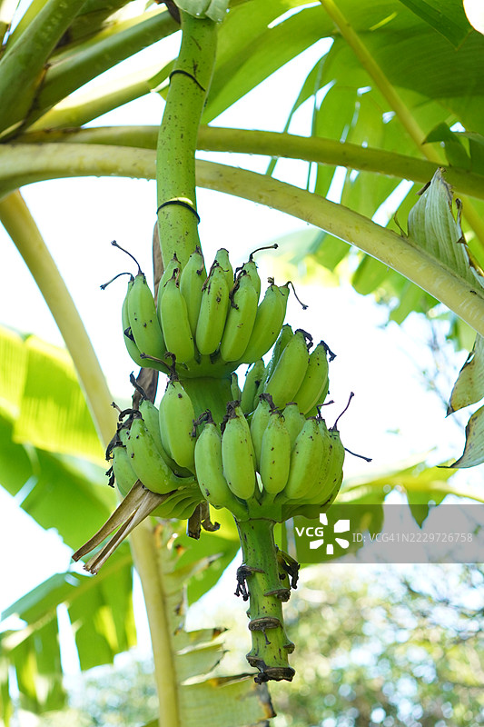 培育的香蕉品种——皮桑阿瓦克，矮小的南瓦香蕉，杜卡斯最喜欢的甜点品种，香蕉花和树上结果的花朵，背景模糊的自然景观。图片素材