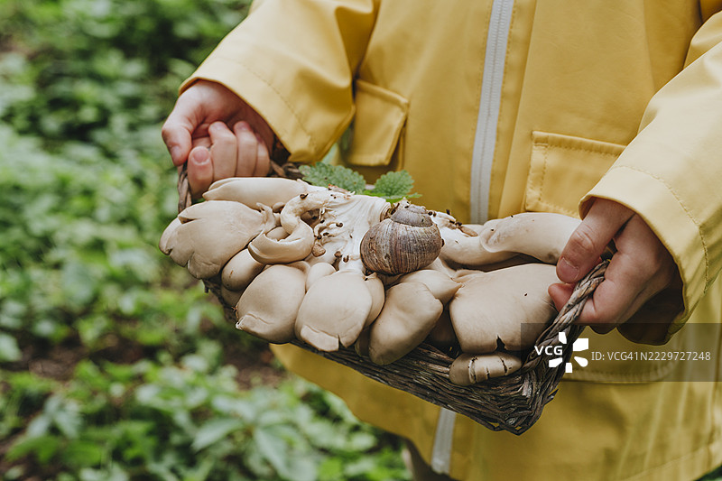 女孩在森林里提着装满蘑菇的篮子图片素材