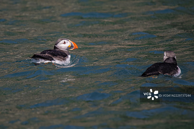 斯科默岛，威尔士，英国图片素材