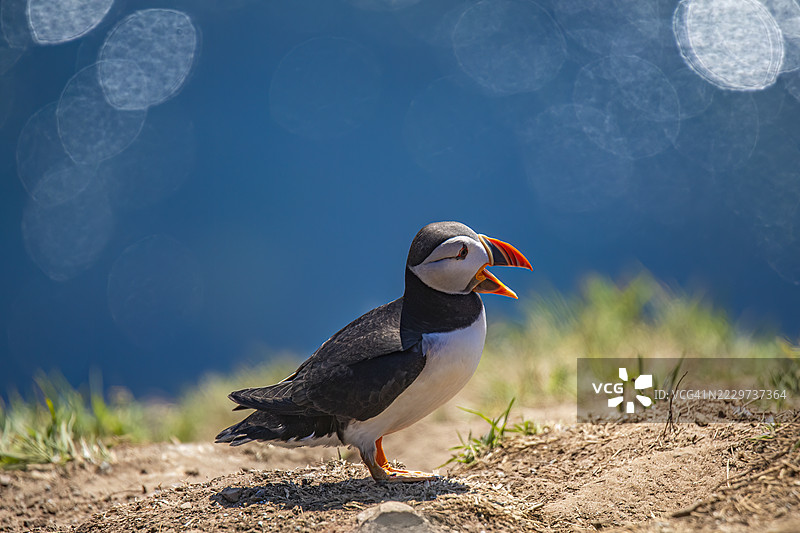 斯科默岛，威尔士，英国图片素材