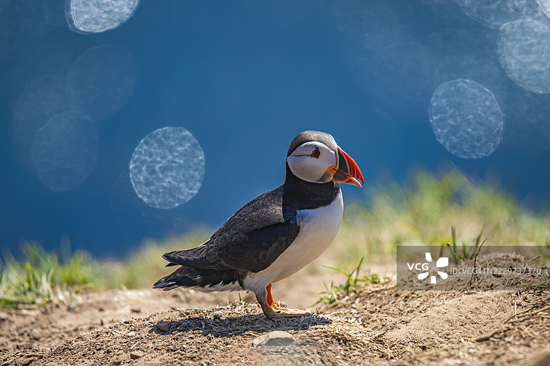 斯科默岛，威尔士，英国图片素材