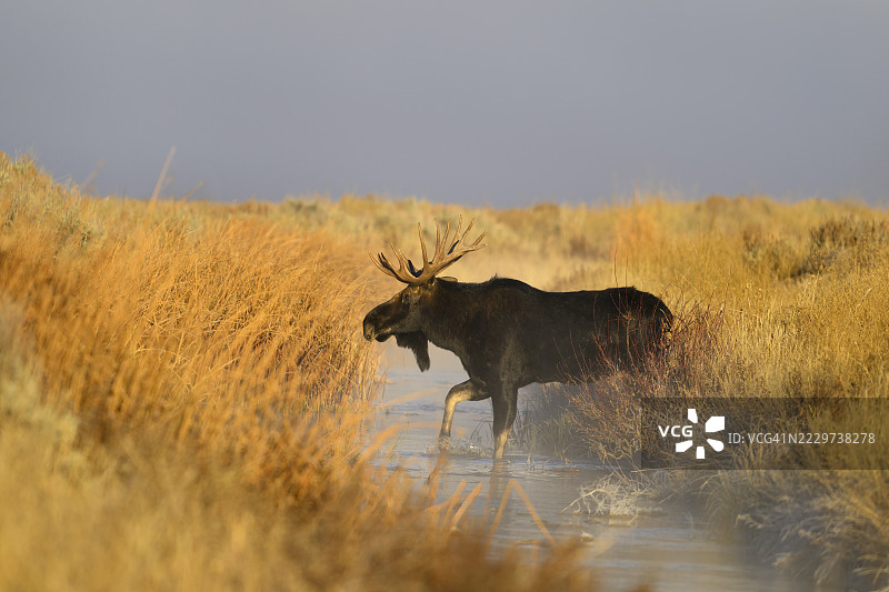 雄伟的公驼鹿（Alces alces）正在过河图片素材