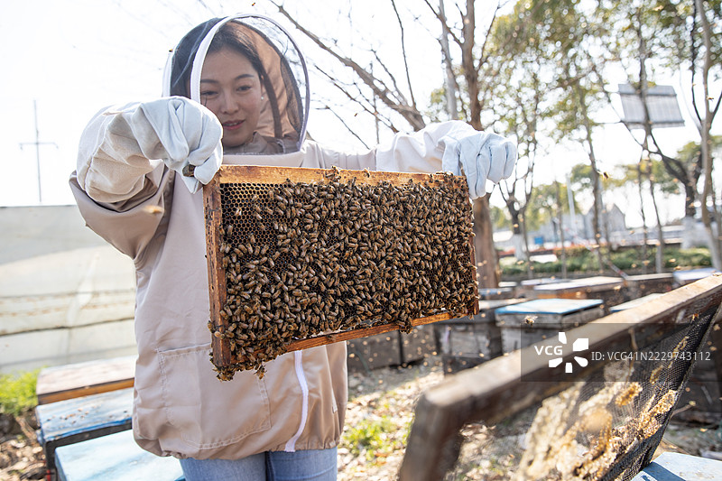 养蜂人检查蜂蜜和蜜蜂，手持蜂箱框架图片素材
