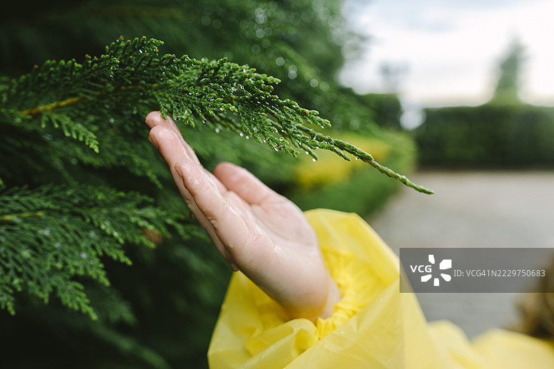 一只穿着黄色雨衣的手轻轻触摸着雨后湿润的松树枝。图片素材