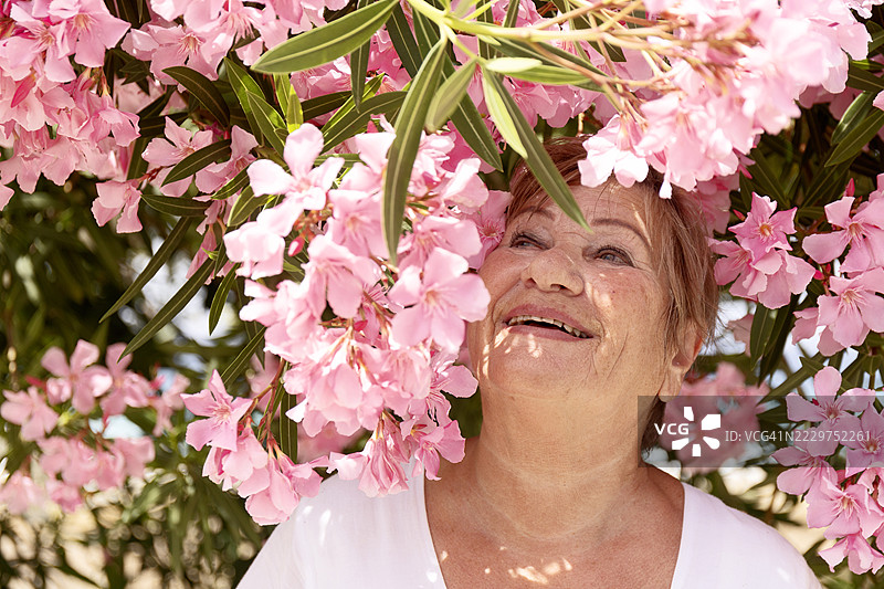 微笑的女性被粉色夹竹桃花环绕，置身户外图片素材