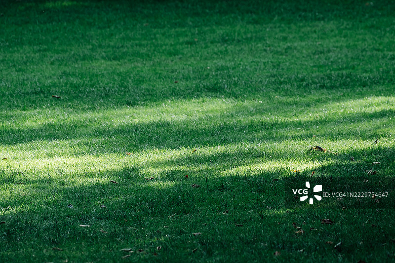 阳光照耀下的郁郁葱葱的绿草地，营造出宁静的自然景象图片素材