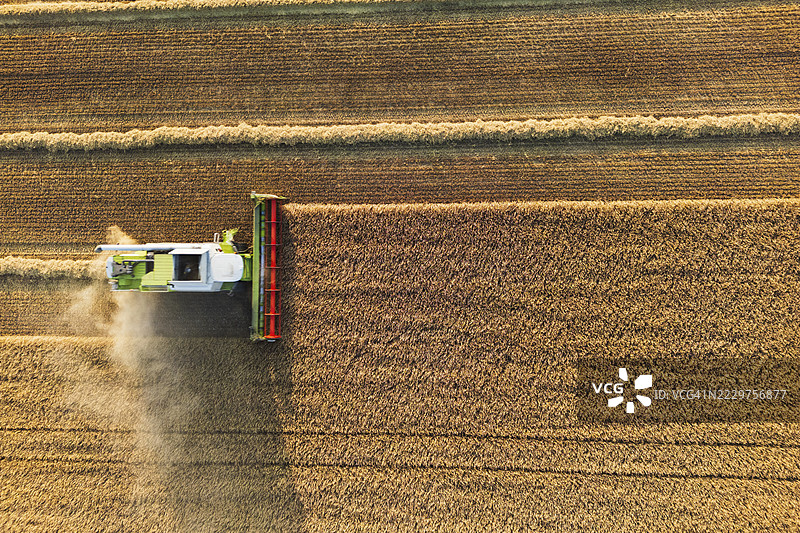 小麦收割，留有空白供文字使用。图片素材
