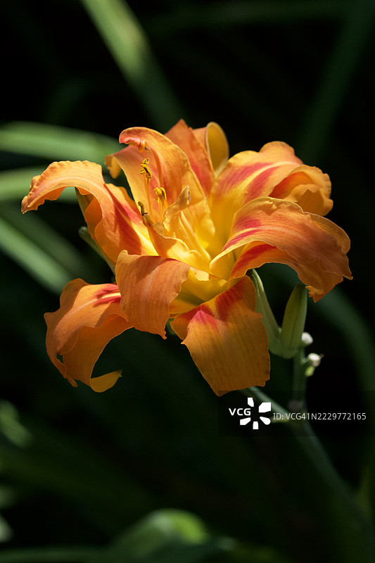 阳光下的鲜艳橙色萱草花，北港，美国图片素材